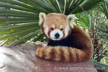 Colchester Zoo announces the death of An AN the red panda