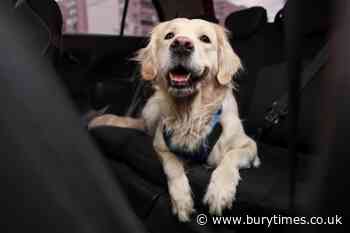 Can dogs get car sick? How to stop their car sickness