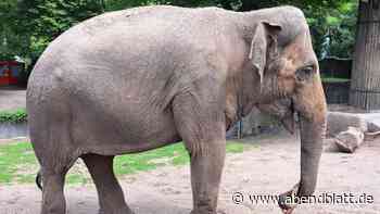 Hagenbeck: Abschied von Elefantendame – aus erfreulichem Anlass
