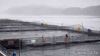 Federal government expected to make decision on future of B.C. fish farms today