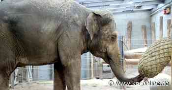 Tierpark Hagenbeck verabschiedet Elefantenkuh Indra