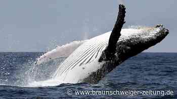 Wal in Adria gesichtet: Warnung an Touristen und Einheimische