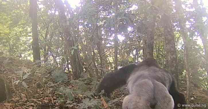 MSc student captures footages of endangered Cross River gorillas