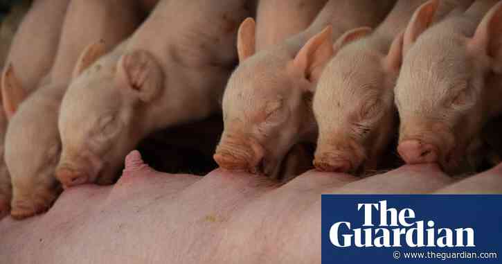 CCTV should be mandatory in Victorian piggeries, parliamentary inquiry finds