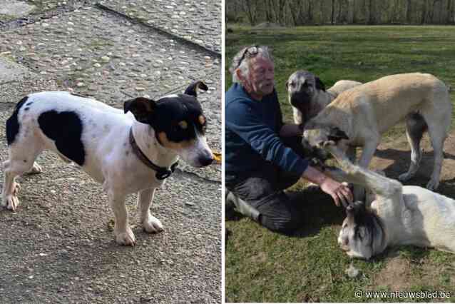 Loslopende Turkse herdershonden verscheuren jack russel Obi: “Ik hoorde mijn vriendin krijsen en Obi piepen”