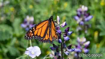 Our latest efforts to help California’s monarch butterflies