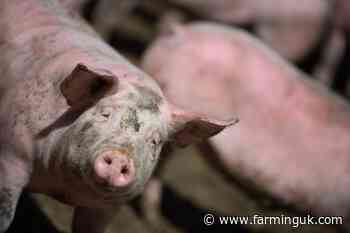 New Defra support to help livestock farmers tackle diseases