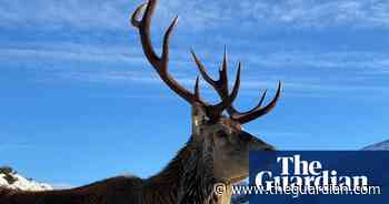 Famous Highlands stag fed by tourists put down over health concerns