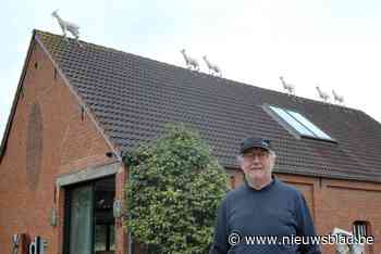 Geiten op dak kondigen expo aan: galerijhouder trekt van Lier naar Vremde
