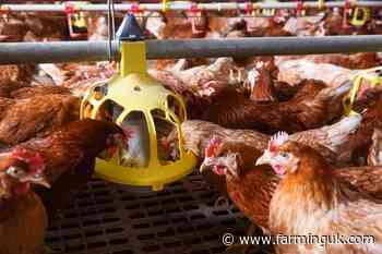 Defra&#39;s new &#163;22m poultry housing grant soon opens