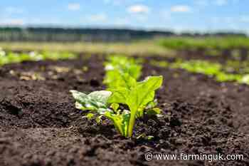 Pilot environmental scheme launched for sugar beet growers