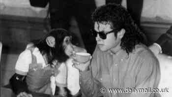 Michael Jackson's chimpanzee Bubbles is 41! King of Pop's former pet has idyllic life in sanctuary - as MJ's estate's kind gestures to animal are revealed on eve of death anniversary