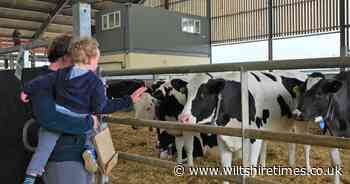 Sharcott Pennings Dairy Farm in Pewsey opens to public