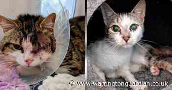 Charity slams people leaving animals to suffer after cat loses eye