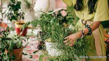 Best Houseplants for Low Light and Air Purification     - CNET