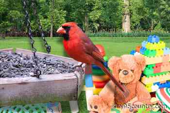 Why People Are Putting This Classic Toy on Their Bird Feeders