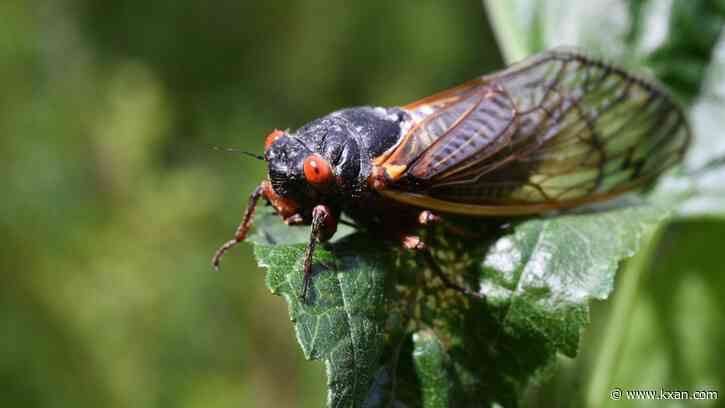 Here's what to do with those cicada shells