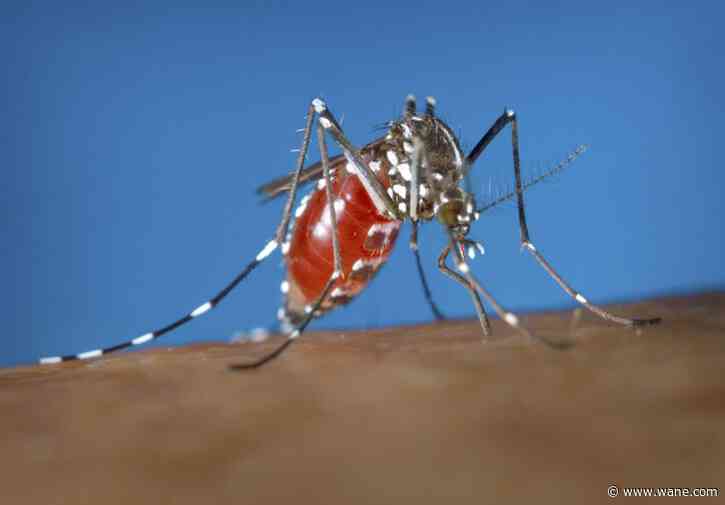 Dengue fever surging in all 50 states. These are symptoms you should watch for