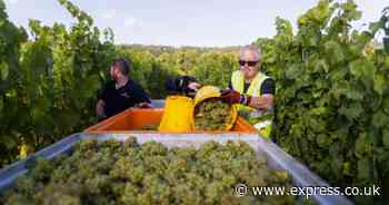 Demand for English wine soars as major producer considers selling winery to meet demand