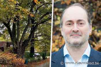 ‘Bomengemeente’ Sint-Martens-Latem op de vingers getikt wegens … tekort aan bomen: “Het zit ons hoog, ja”