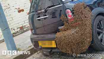 Swarm of bees lands on parked car