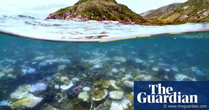 ‘Most of it was dead’: scientists discovers one of Great Barrier Reef’s worst coral bleaching events