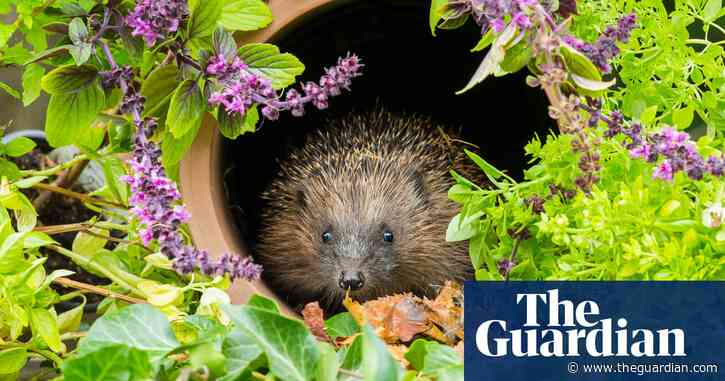 Build a hedgehog highway! 33 ways to welcome more wildlife into your garden