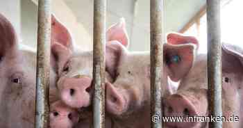 Weniger Schweine und Rinder in deutschen Ställen