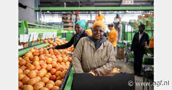 "Prijzen voor perssinaasappelen op lokale Zuid-Afrikaanse markt hoger dan wij in Europa willen betalen"