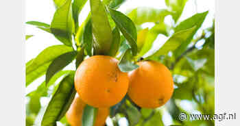 Zuid-Afrika doet beroep op WTO in geschil met EU over maatregelen citrusimport