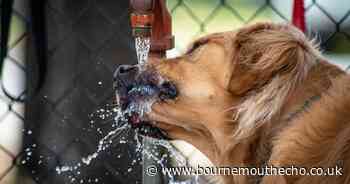 Dog owners issued urgent heatstroke warning as heatwave hits