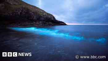 Bioluminescent plankton light up the Welsh coast