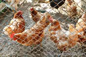 Applications now open for new hen housing grants