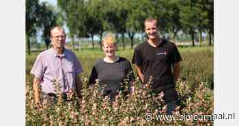 Bijeenkomst snijbloemen Biologische Sierteelt Nederland: 28 juni in Nederhemert
