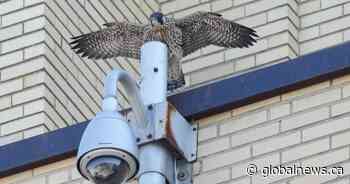 ‘Exciting but stressful’: Montreal peregrine falcon chicks take first flights