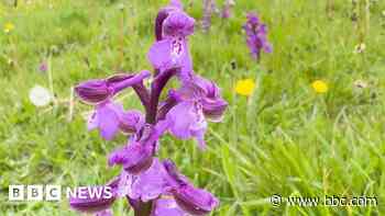 Bid to raise £240k to buy orchid meadows