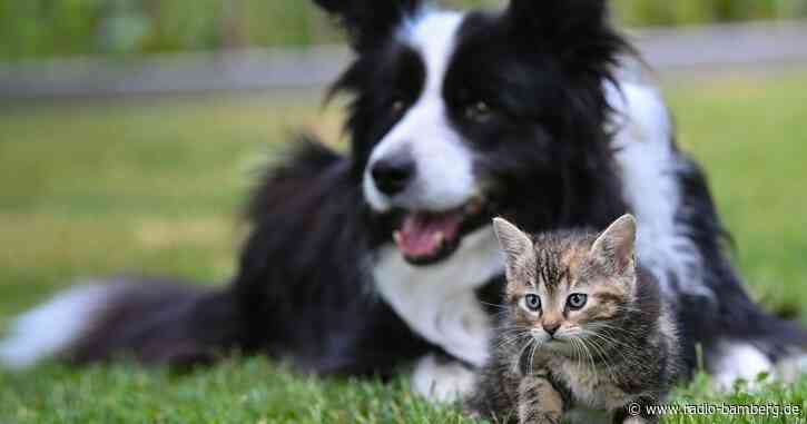 Züchtung: EU-Staaten wollen mehr Schutz für Hunde und Katzen
