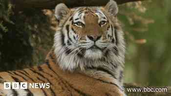 'Lovable' Amur tiger, Bagai, put to sleep aged 11