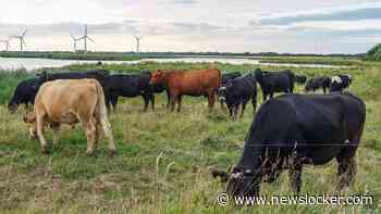 Deense boeren gaan vanaf 2030 belasting betalen voor CO2-uitstoot van vee