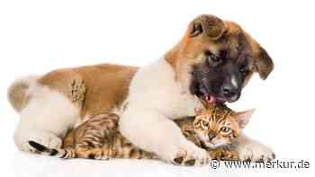 Zeichen von Zuneigung: Hund nagt Kätzchen mit Vorderzähnen an