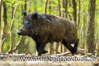 Virus-Alarm Schweinepest: Neue Regelungen für Grundstückseigentümer
