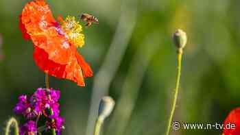 Nährwert von Blüten: Welche Pflanzen sind für Wildbienen am besten?