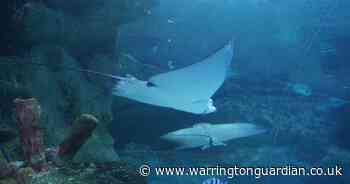 Rare eagle rays arrive at Blue Planet Aquarium