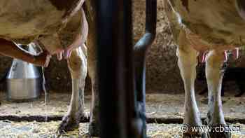 Underground dairy? A look inside the demand for raw milk in Alberta