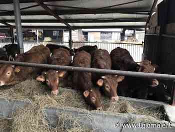 Delirio green in Danimarca: tassa sulle flatulenze di mucche e maiali
