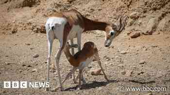 Music festival blamed for gazelle deaths in Spain