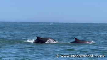 Huge pod of bottlenose dolphins spotted off East Yorkshire coast