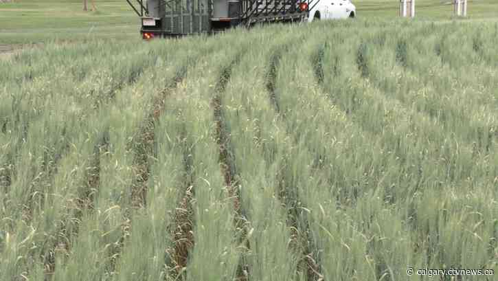 Southern Alberta farmers feeling optimistic about crop conditions