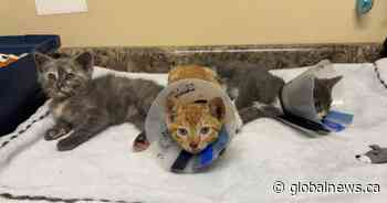 Kittens show ‘unbelievable’ resilience after being burned in B.C. fire