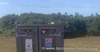 New Forest bin left overflowing with McDonalds in car park